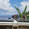 Pessoas em Vanuatu, no sudoeste do Pacífico, instalam painéis solares em um telhado