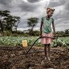 Une femme arrose le sol qu'elle cultive à Amudat, en Ouganda.