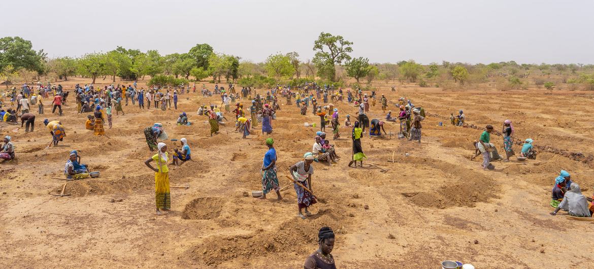 People in rural Burkina Faso prepare a field to plant trees and shrubs to help revitalize the soil and prevent erosion.