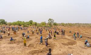布基纳法索农村的人们在为种植树木和灌木做准备。