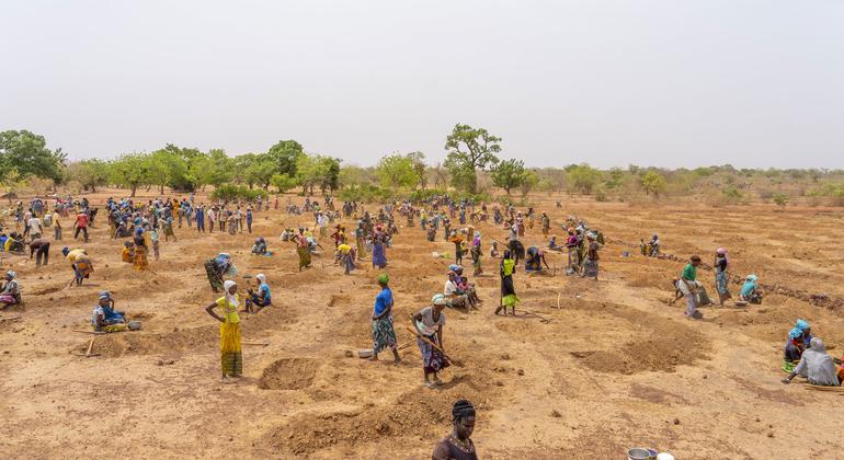 People in rural Burkina Faso prepare a field to plant trees and shrubs to help revitalize the soil and prevent erosion.