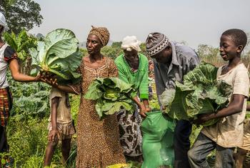 Des femmes et un jeune garçon récoltent des choux dans un champ de la communauté de Sorbeh, près de la ville de Kabala, dans le district de Koinadugu, au nord de la Sierra Leone.