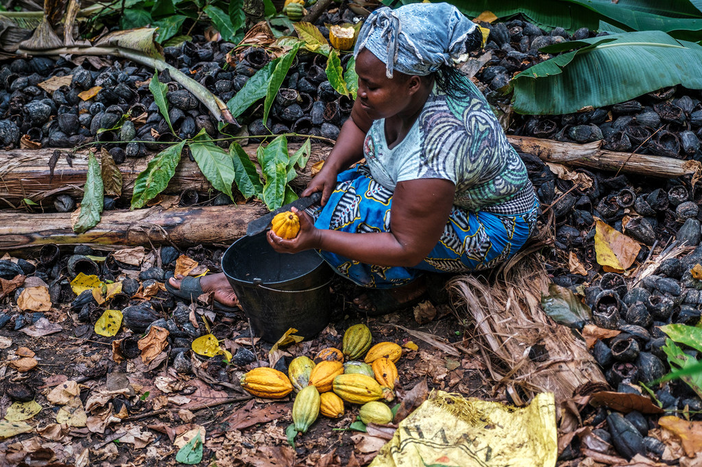 Una mujer en Santo Tomé extrae granos de cacao de los frutos, algunos de los cuales se procesarán para su exportación.