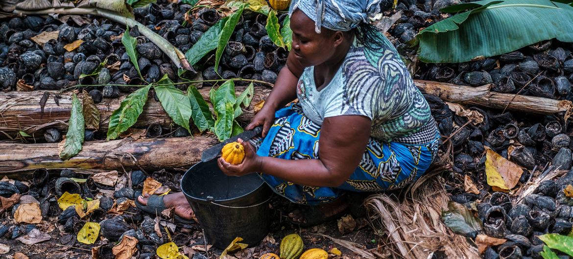 A woman in Sao Tome extracts cocoa beans from fruits, some of which will be processed for export. A woman in Sao Tome extracts cocoa beans from fruits, some of which will be processed for export.