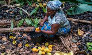A woman in Sao Tome extracts cocoa beans from fruits, some of which will be processed for export.