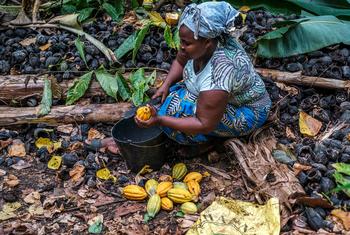 Une femme de Sao Tomé extrait des fèves de cacao, dont certaines seront transformées et vendue à l'exportation. Une femme de Sao Tomé extrait des fèves de cacao, dont certaines seront transformées et vendue à l'exportation.
