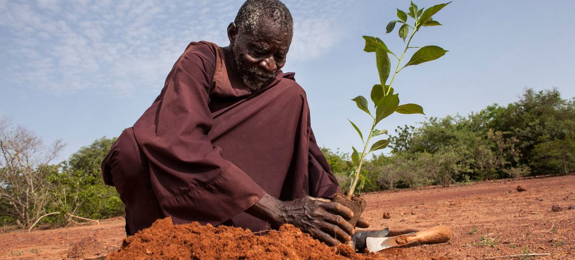 A man plants a sapling in northern Burkina Faso.