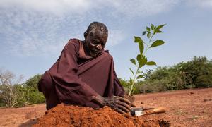 Un hombre planta un arbolito en el norte de Burkina Faso.