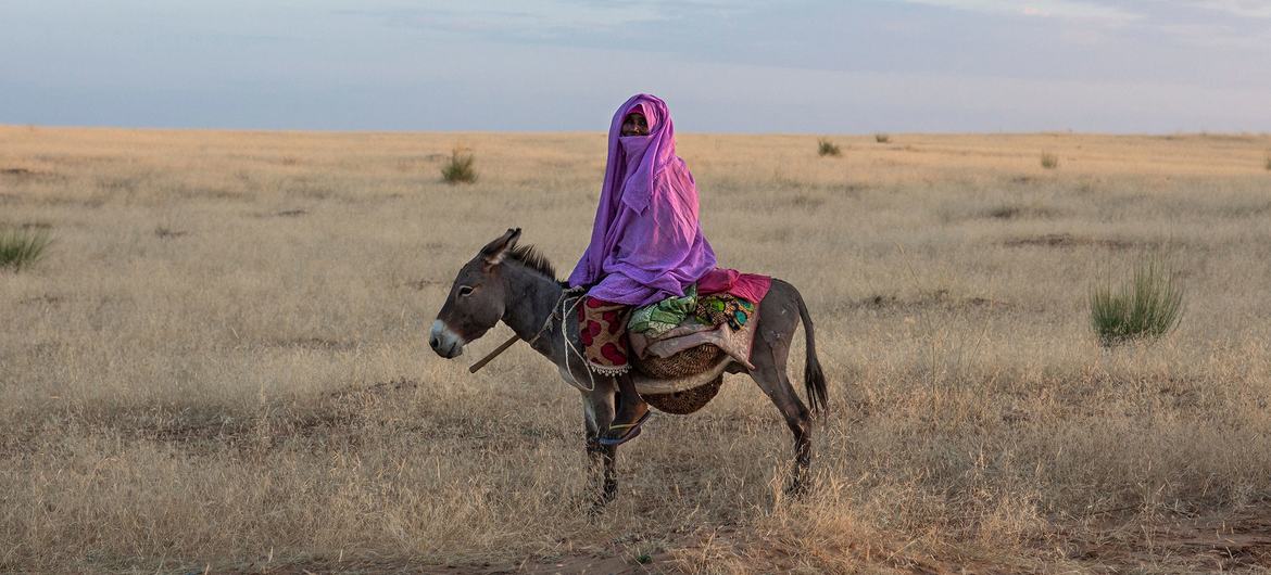 A person dressed in traditional purple clothing is riding a donkey across dry grasslands.