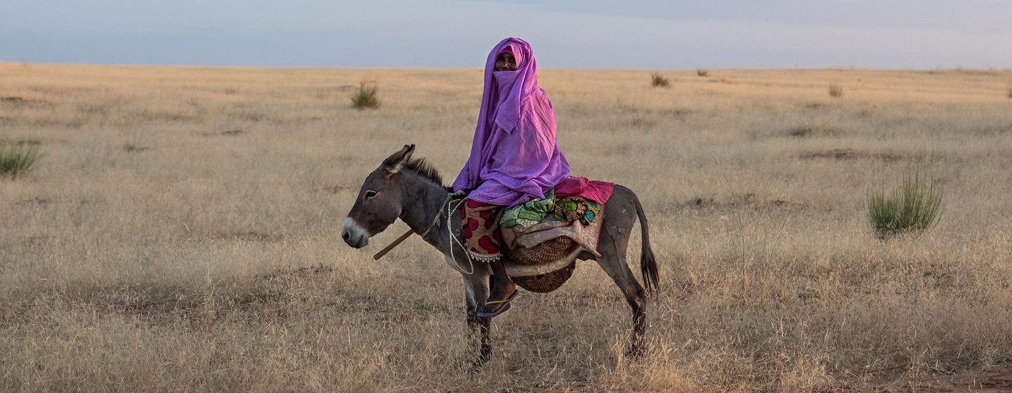 一个穿着传统紫色服装的人骑着驴穿过干草地.
