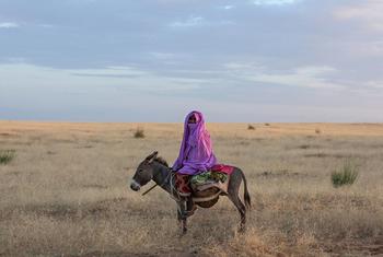 A person dressed in traditional purple clothing is riding a donkey across dry grasslands.