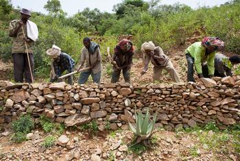 Community members in Ethiopia's Tigray region build a stone wall and plant trees as part of a World Bank-funded program to prevent land degradation.