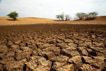 Kaunti ya Turkana, kaskazini mwa Kenya, hukumbwa na ukame mara kwa mara.