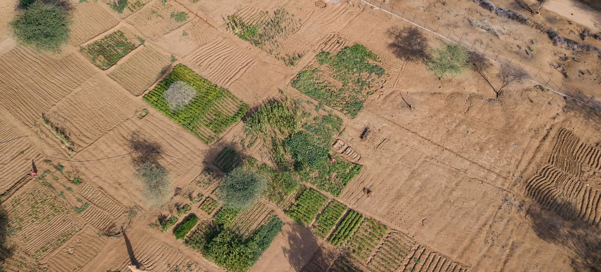 Small farms in northern Kenya are struggling to grow crops amidst increasingly arid conditions. 