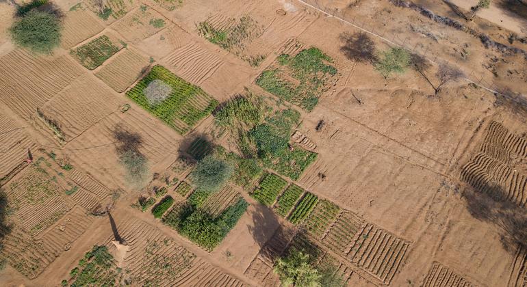 Small farms in northern Kenya are struggling to grow crops amidst increasingly arid conditions. 