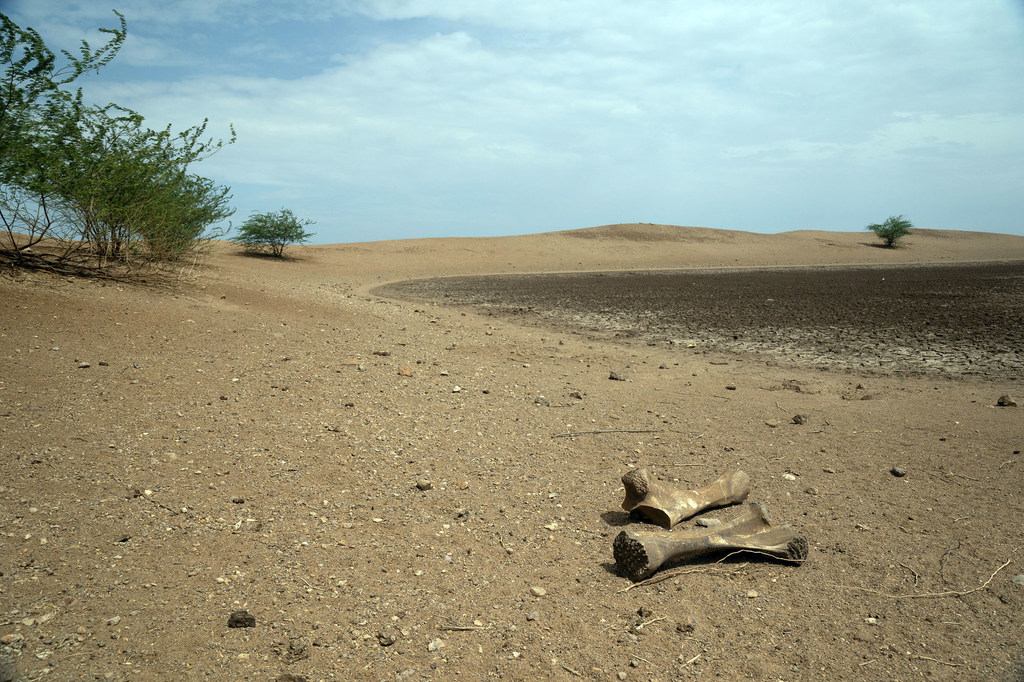 Elephant bones lie by a dried-out water source in Turkana County in the north of Kenya.