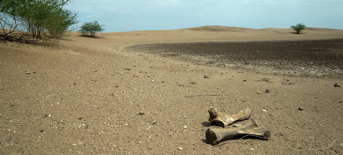Elephant bones lie by a dried-out water source in Turkana County in the north of Kenya.