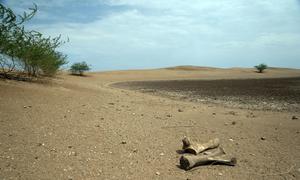 Elephant bones lie by a dried-out water source in Turkana County in the north of Kenya.