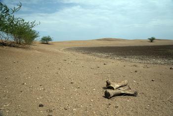 Elephant bones lie by a dried-out water source in Turkana County in the north of Kenya.