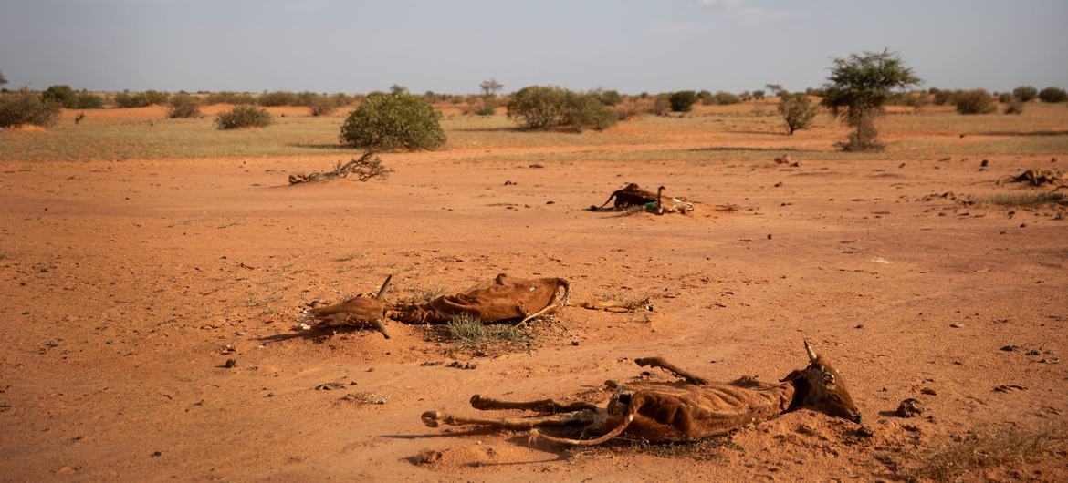 Dans l'est de la Mauritanie, le bétail meurt à cause de la sécheresse.