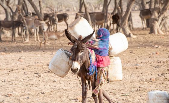 La famine utilisée comme arme de guerre au Soudan, déplorent des Experts indépendants de l’ONU