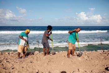 Trabajadores construyen barreras para combatir la erosión marina a lo largo de la costa de Tuvalu.