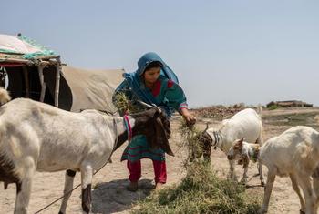 Noor Khatoon, 22, feeds her goats next to her house in Moosa Jessear village, Sindh Province.