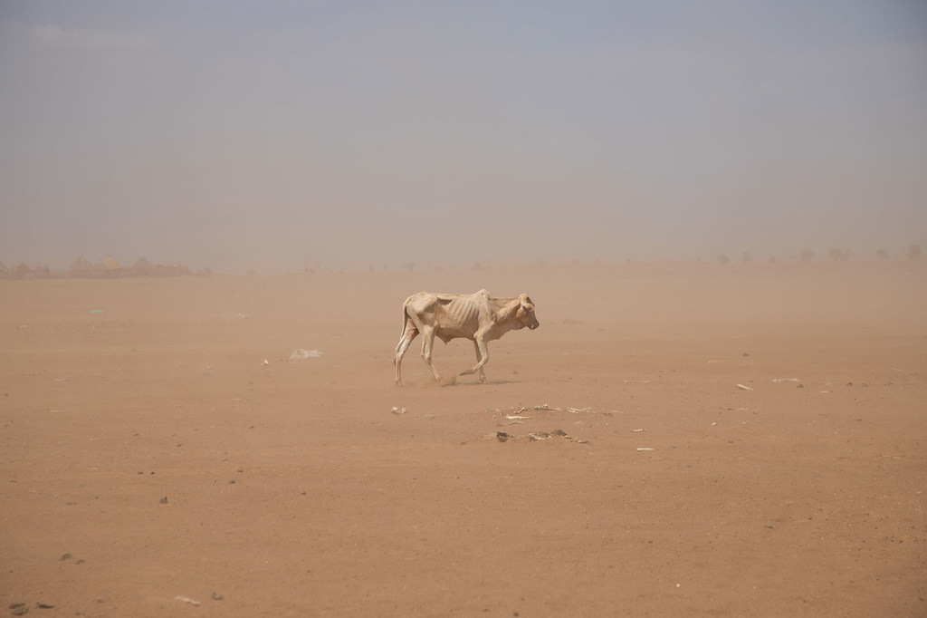  La région somalienne de l'Éthiopie connaît une sécheresse prolongée