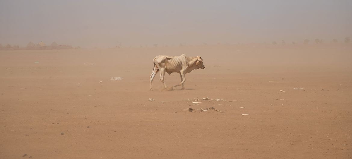 The Somali region of Ethiopia is experiencing prolonged drought.