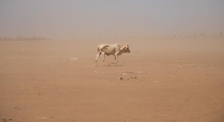 La región somalí de Etiopía sufre una prolongada sequía.