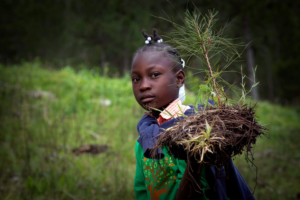 La siembra de árboles ayuda a frenar los efectos del cambio climático.