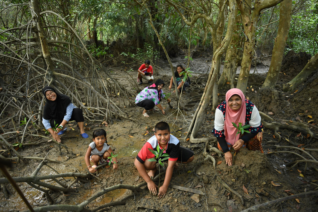 En Thaïlande, une communauté travaille à la préservation d'une forêt de mangroves.
