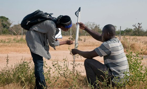 Young microbiologist Barkissa Fofana is studying to see whether microbes can help plants to grow in some of Africa’s most arid zones.