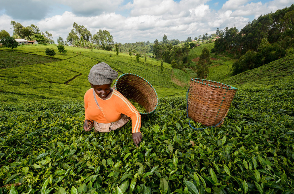 Una recolectora de té recoge hojas a lo largo de la cuenca del río Tana en Kenya.