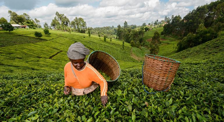 امرأة تجمع أوراق الشاي على طول مستجمعات المياه في نهر تانا في كينيا.