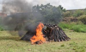 The Government of Togo and the UN Regional Centre for Peace and Disarmament in Africa (UNREC) destroyed 2,000 seized and obsolete weapons and 10,000 rounds of ammunition to mark the International Day of Peace.