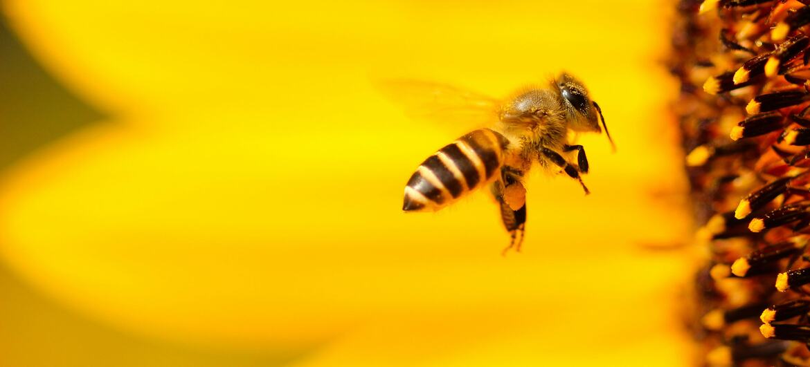 Primer plano de una abeja zumbando cerca de un girasol.