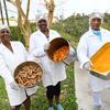 The spice turmeric is being produced by an association on the island of Rodrigues.