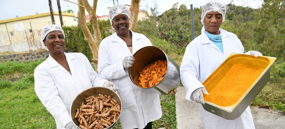 L'épice curcuma est produite par une association sur l'île de Rodrigues.