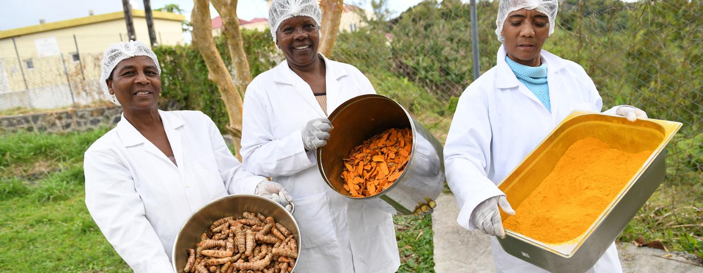 The spice turmeric is being produced by an association on the island of Rodrigues.