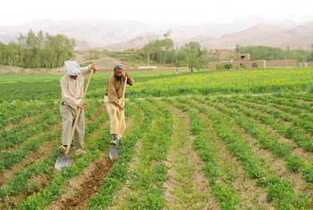 Produtores plantam batatas no Afeganistão. 