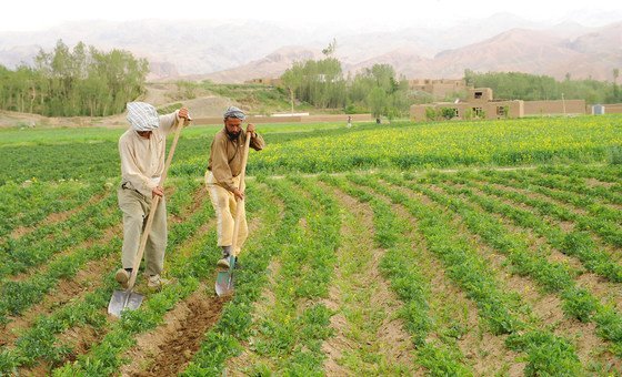 Farmers cultivate potatoes in Bamyan, Afghanistan. Without urgent support, farmers and pastoralists could lose their livelihoods and be forced to leave rural areas