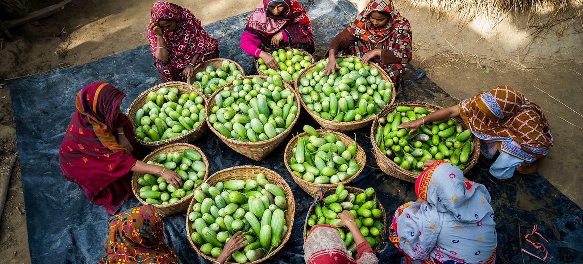Mujeres de un grupo de autoayuda clasifican berenjenas en canastas sobre una lona en Cox's Bazar, Bangladesh.