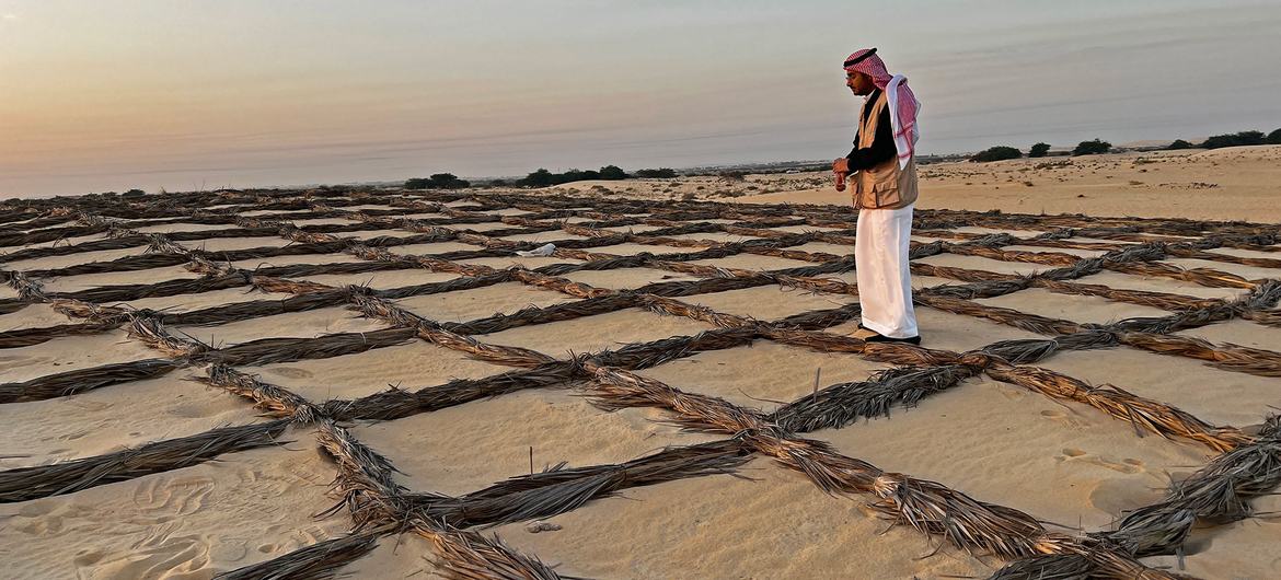 Palm fronds arranged in quadrants can help to slow down the pace of desertification.