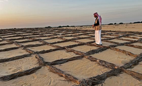 No Dia Mundial da Desertificação e da Seca, ONU pede ação rápida de combate