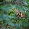 El Parque Nacional de Bandhavgarh, en la India, alberga muchas especies de plantas y animales, como este tigre.