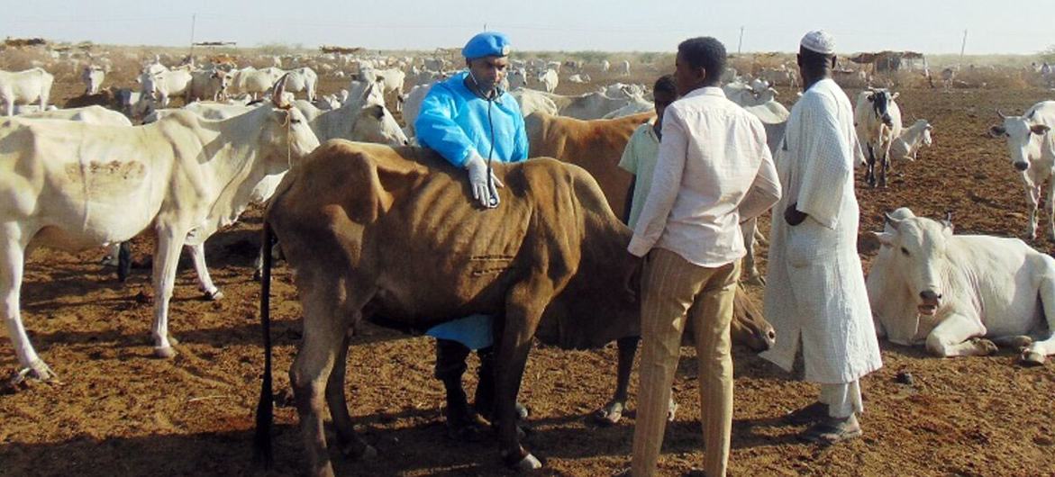 Nchini Sudan Kusini mifugo na tegemeo kw afamilia na huwasidia kupata mahitaji yao.