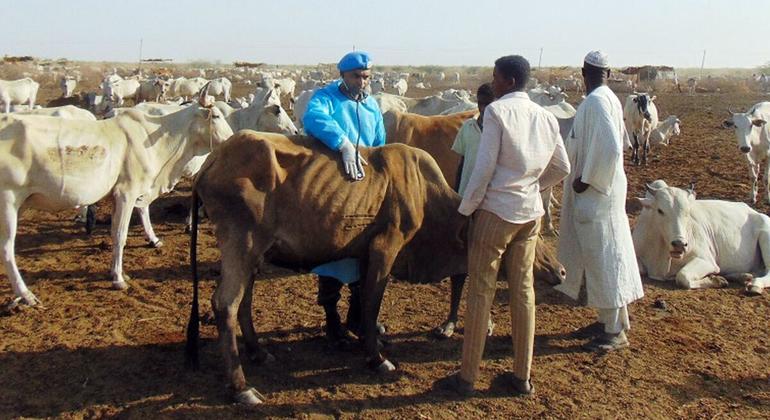 Soudan : la FAO intensifie sa réponse face à l’aggravation de l’insécurité alimentaire