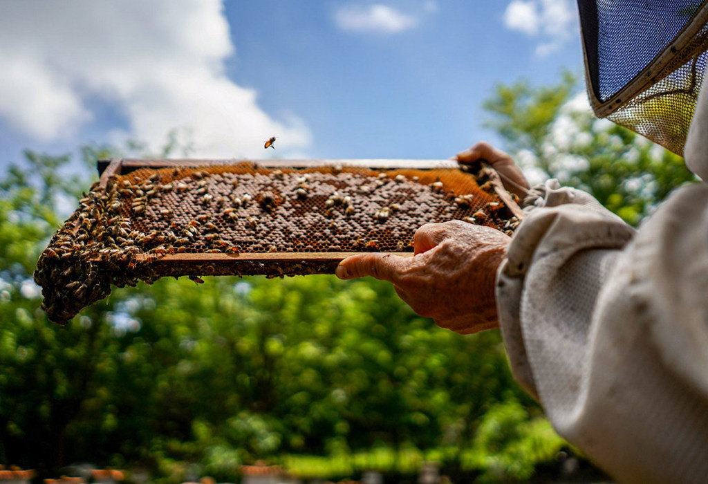 L'Université nationale du Costa Rica estime que 65 % des plantes de la planète ont besoin de pollinisateurs, dont les plus importants sont les abeilles.