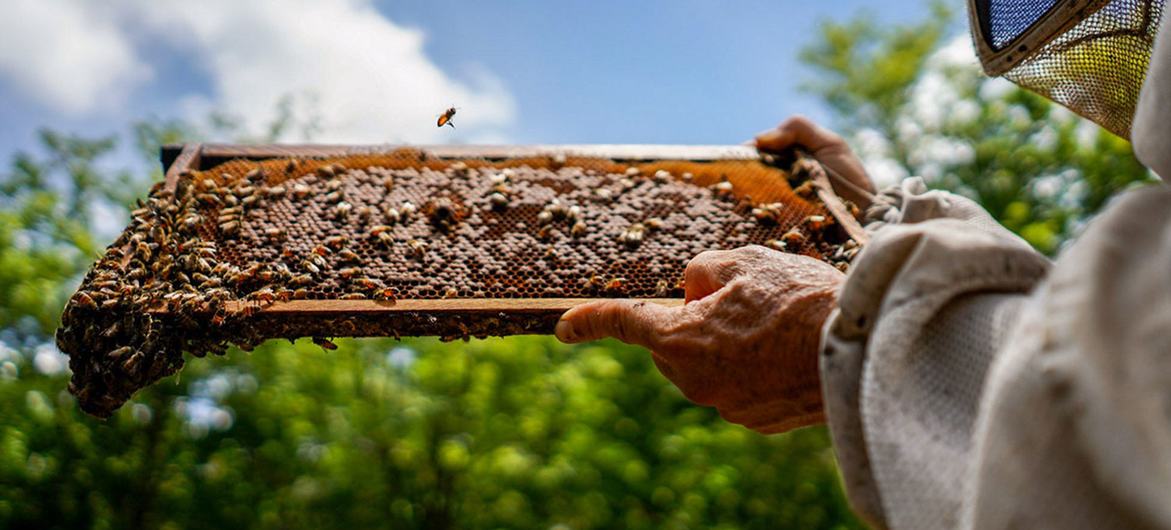 La Universidad Nacional de Costa Rica calcula que el 65% de las plantas del planeta necesitan polinizadores, y de ellos, los más importantes son las abejas.